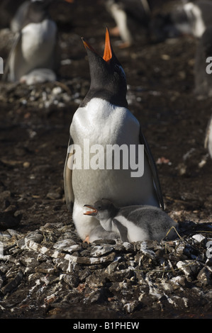 A gentoo penguin (Pygoscelis papua) displaying on nest with young chick on Bird Island, South Georgia, Antarctica Stock Photo