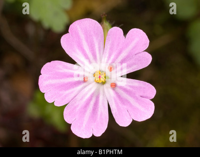 Herb Robert / Geranium robertianum flower Stock Photo
