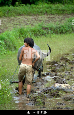 Boy with a buffalo ploughing a paddy field in northern Thailand Stock Photo