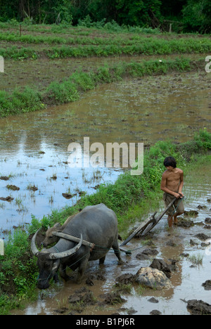 Boy with a buffalo ploughing a paddy field in northern Thailand Stock Photo