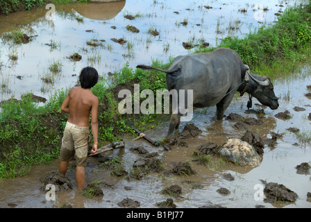 Boy with a buffalo ploughing a paddy field in northern Thailand Stock Photo