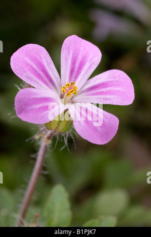 Herb Robert / Geranium robertianum flower Stock Photo