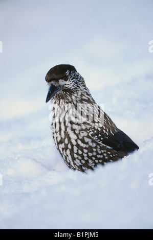 Spotted Nutcracker Nucifraga caryocatactes adult searching for stored food in snow by minus 15 Celsius Davos Switzerland Stock Photo
