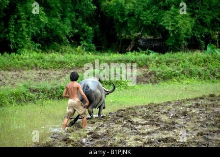 Boy with a buffalo ploughing a paddy field in northern Thailand Stock Photo