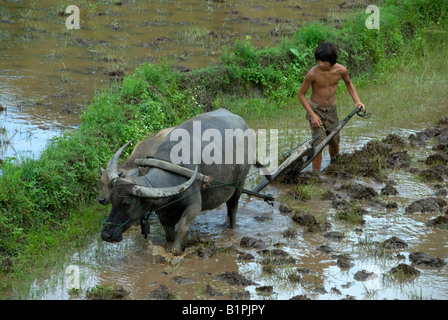 Boy with a buffalo ploughing a paddy field in northern Thailand Stock Photo