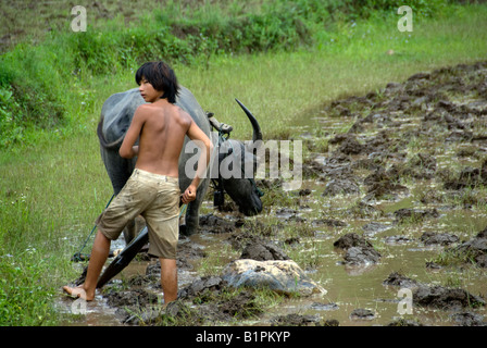 Boy with a buffalo ploughing a paddy field in northern Thailand Stock Photo