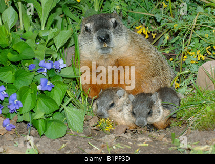 Woodchuck Mother and three babies Marmota monax also known as Groundhog Eastern North America Stock Photo