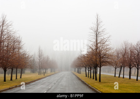 Trees in the mist and rain Stock Photo