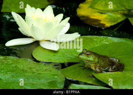 Green Frog Rana clamitans sitting on Water Lily pad (Nymphaea odorata)  Eastern USA, by Skip Moody/Dembinsky Photo Assoc Stock Photo