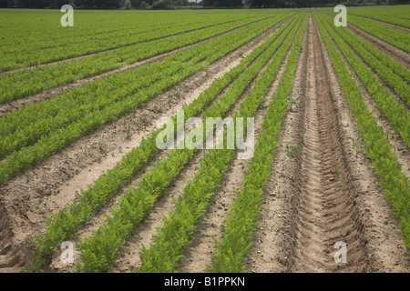 Green tops of rows of young carrot crop in sandy field Stock Photo