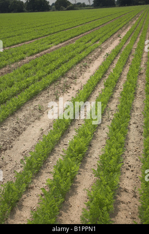 Green tops of rows of young carrot crop in sandy field Stock Photo