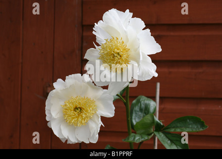 White Peony with yellow centre (Paeonia Lactiflora) 'Honey Gold' Stock Photo