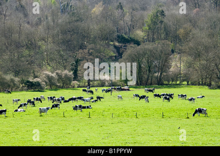 Holstein Friesian black and white cows on grass in Surrey, England Stock Photo