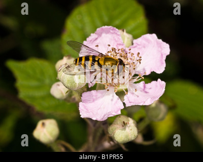 Hover Fly Syrphus ribesii (Syrphidae) on blossom Stock Photo