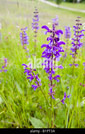 Wild Flowers growing in the Dolomite mountains of Italy Many Alpine flowers they are emerging earlier in the spring Stock Photo