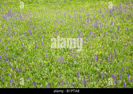 Wild Flowers growing in the Dolomite mountains of Italy Many Alpine flowers they are emerging earlier in the spring Stock Photo