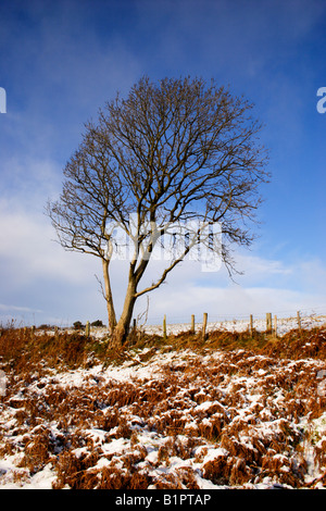 Single Ash Tree, Fraxinus excelsior, on the border of a snowy field in winter, U.K. Stock Photo