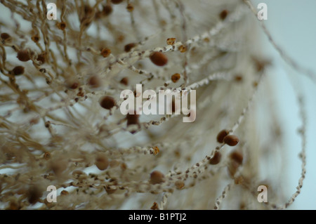 some dry branches of a palm tree clearly showing the seeds of the plant, from a low angle creating depth of field Stock Photo