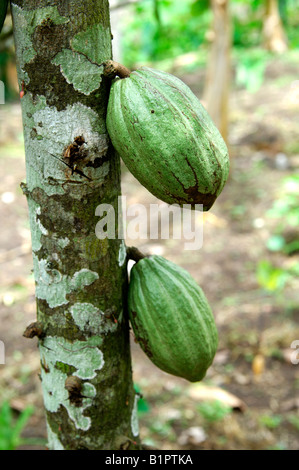 Unripe cocoa pod, Theobroma cacao, the Fruit of Gods, Mampong, Ghana Stock Photo