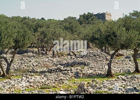 stone walls through gardens with olive trees growing on terraces on the island Cres Croatia Stock Photo