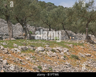 stone walls through gardens with olive trees growing on terraces on the island Cres Croatia Stock Photo