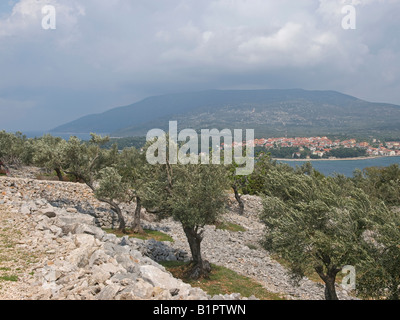 landscape with stone walls through gardens with olive trees growing on terraces on the island Cres Croatia Stock Photo