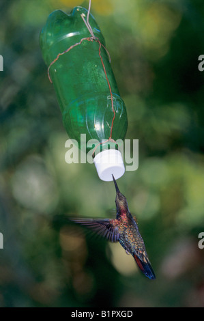 Jamaican Mango Hummingbird Anthracothorax mango adult drinking sugar water from bottle feeder Rocklands Montego Bay Jamaica Stock Photo