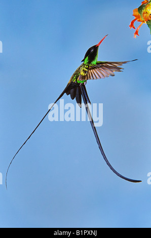 Red-billed Streamertail Hummingbird Trochilus polytmus male feeding on flowerRocklands Montego Bay Jamaica Stock Photo