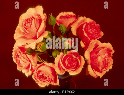 Bouquet of pink roses flower pink red reddish macro micro close-up arrangement composition nature natural flora floral plant Stock Photo