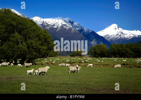 Sheep grazing beneath snow-covered peaks of the Southern Alps near Wanaka, South Island, New Zealand Stock Photo