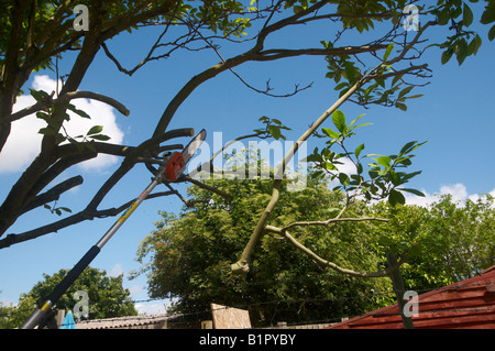 Man in full protective STIHL power tool clothing using a Combi Engine KM 90 with Pole Pruner HT-KM cutting branches Stock Photo