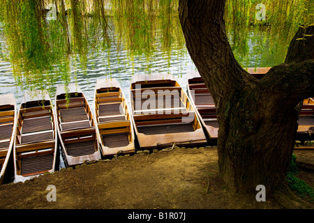 Punts tied up along the bank of the River Cam beneath a weeping willow tree at Cambridge, England, UK