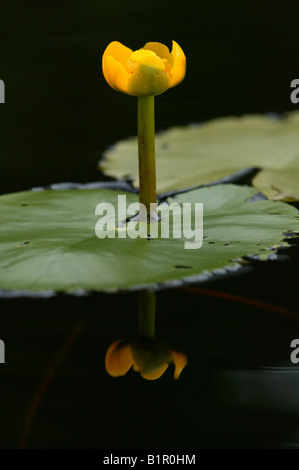 Water lily, Nymphea alba, in the lake Andersnattjern at the foot of the mountain Andersnatten in Eggedal, Norway. Stock Photo