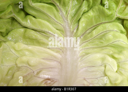 A close up look at a leaf of Boston lettuce Stock Photo