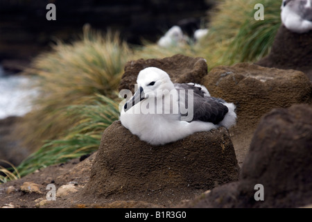 Black browed Albatross fledgling on the nest at The Rookery on Saunders Island in the Falkland Islands Stock Photo