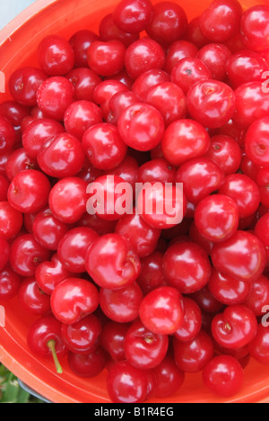 Large bowl of red sour cherries just picked from a tree at a pick your own farm Stock Photo