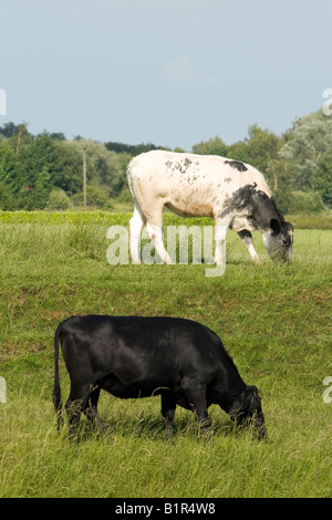 Two cows grazing in a green pasture under a clear blue sky Stock Photo ...