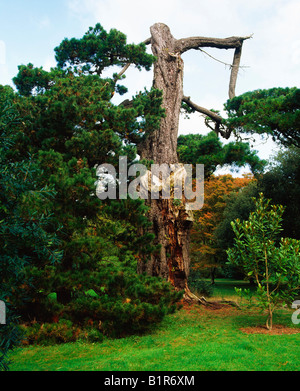 Fota Island, Co Cork, Ireland, Fota Arboretum, Wind Damaged Monteray Pine Stock Photo