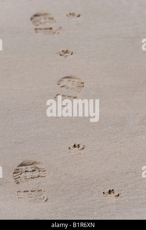 Human and dog prints on a scottish beach. Boot and paw prints in the sand. Findhorn beach, Moray, Scotland Stock Photo