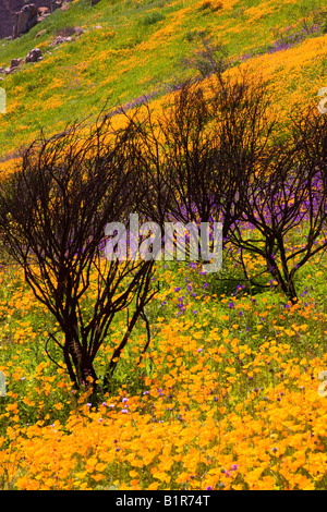 Wildflowers in a burn area near Lake Hodges California