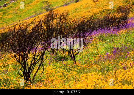 Wildflowers in a burn area near Lake Hodges California