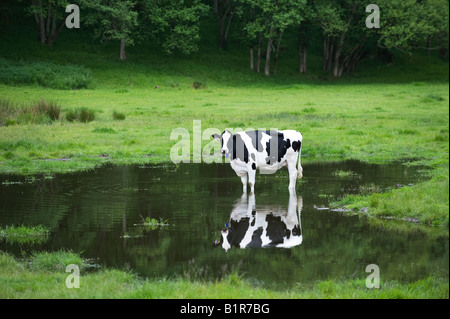 Dairy Cow standing in water in a flooded field. Scotland Stock Photo