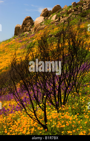 Wildflowers in a burn area near Lake Hodges California