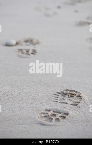 Boot prints in the sand on Findhorn beach, Moray, Scotland Stock Photo