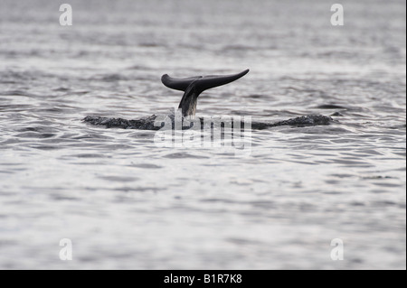 Tursiops truncatus. Bottlenose Dolphin breaching in the Moray Firth, Morayshire, Scotland Stock Photo