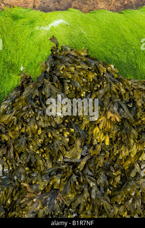 Fucus vesiculosus. Bladderwrack seaweed pattern Stock Photo