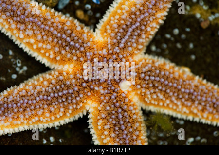 Starfish on a rock. Scotland Stock Photo