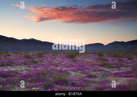 Wildflowers Anza Borrego Desert State Park California Stock Photo