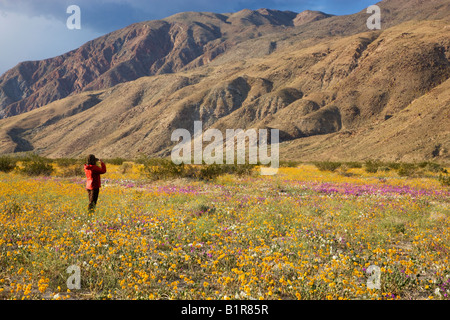 A visitor enjoying the wildflowers in Coyote Canyon including Desert Gold Anza Borrego Desert State Park California Stock Photo