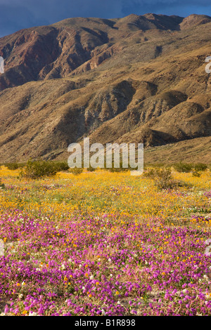 Wildflowers in Coyote Canyon Anza Borrego Desert State Park California Stock Photo